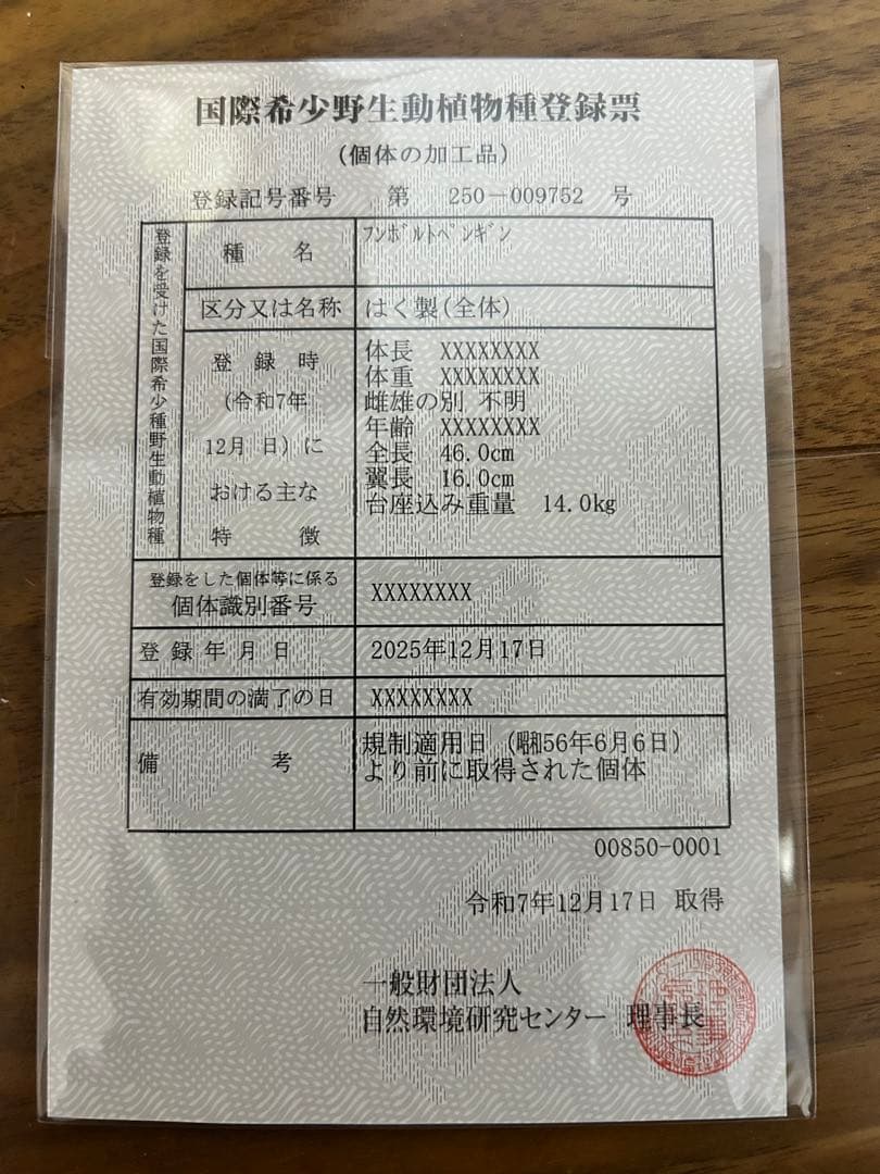 フンボルトペンギン剥製　国際希少野生動物種登録票付き