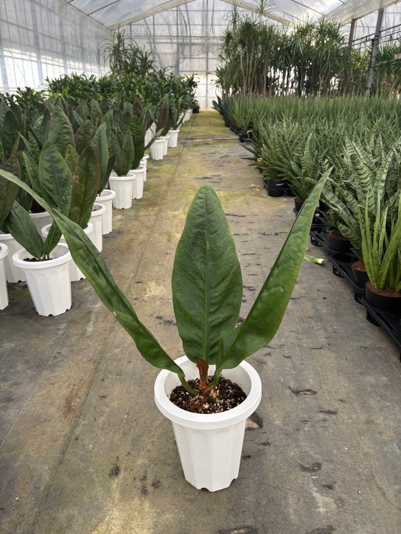 アンスリウム スーパーバムジャイアント 7号　70センチ前後