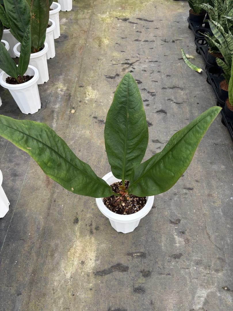 アンスリウム スーパーバムジャイアント 7号　70センチ前後