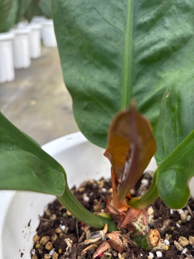 アンスリウム スーパーバムジャイアント 7号　70センチ前後