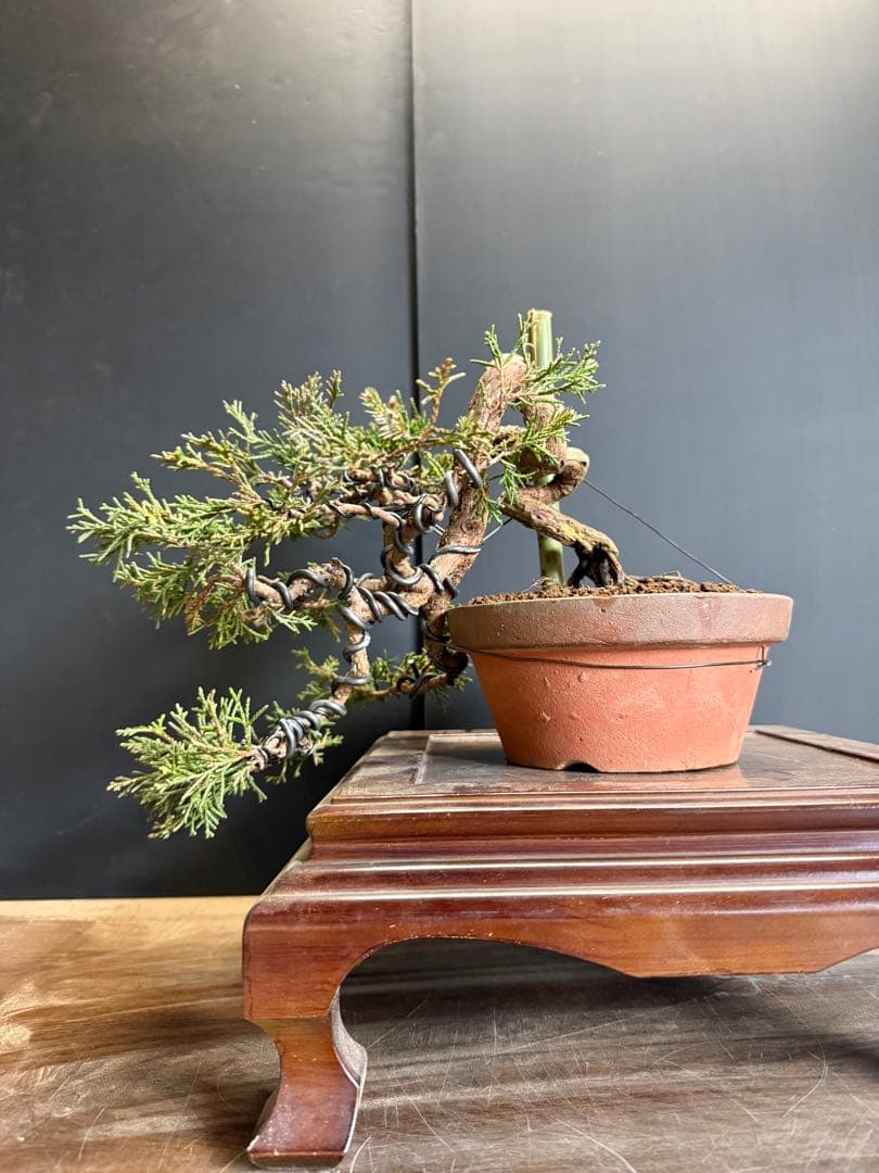 タクボマサヒロ様糸魚川真柏捻転根上がり盆栽素材　希少