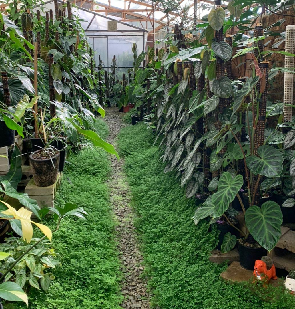 水苔無しモスポール　50本まとめ　20cmサイズ