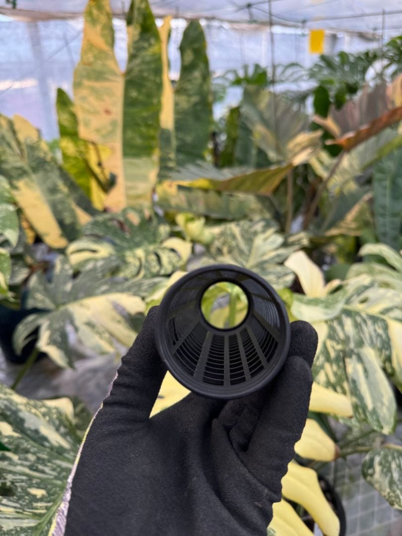 水苔無しモスポール　50本まとめ　20cmサイズ