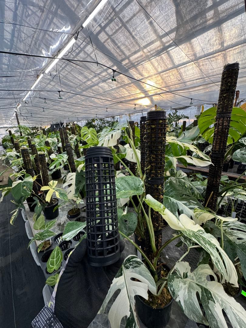 水苔無しモスポール　50本まとめ　20cmサイズ