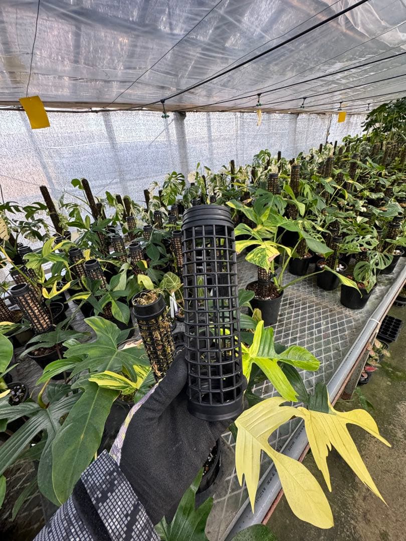 水苔無しモスポール　50本まとめ　20cmサイズ