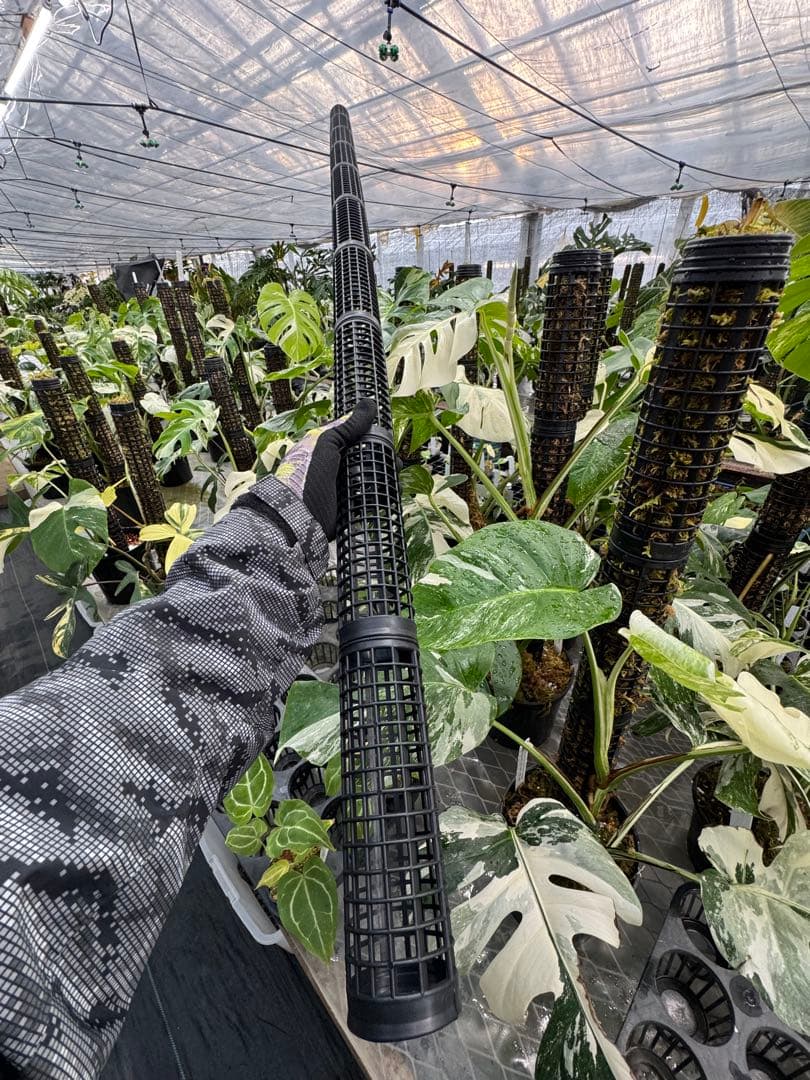 水苔無しモスポール　50本まとめ　20cmサイズ