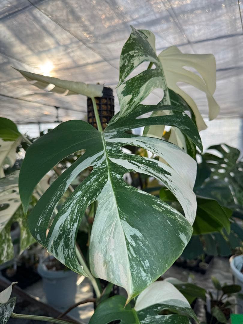 AB3モンステラ　ボルギシアナ　アルボ　白斑入り　鉢モスポール付き　高100cm