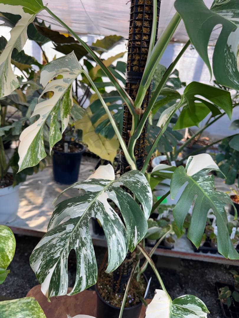 AB3モンステラ　ボルギシアナ　アルボ　白斑入り　鉢モスポール付き　高100cm