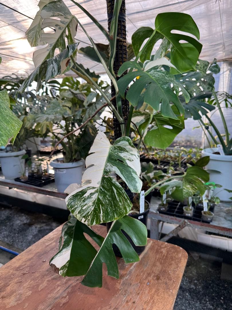 AB3モンステラ　ボルギシアナ　アルボ　白斑入り　鉢モスポール付き　高100cm