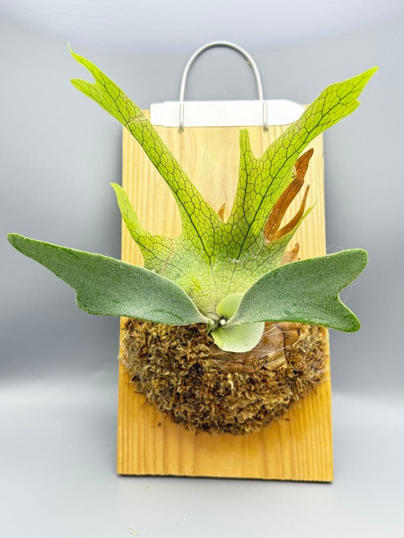 ビカクシダ　P. Anapat#1 sporeling