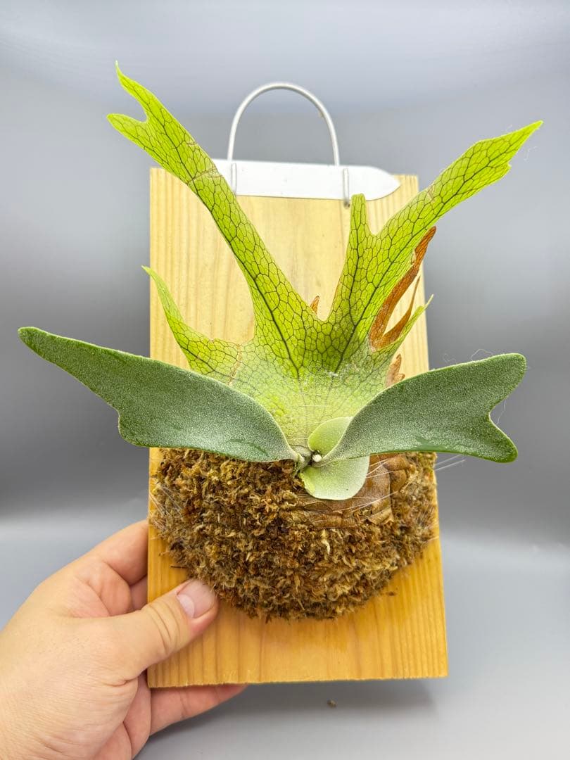 ビカクシダ　P. Anapat#1 sporeling