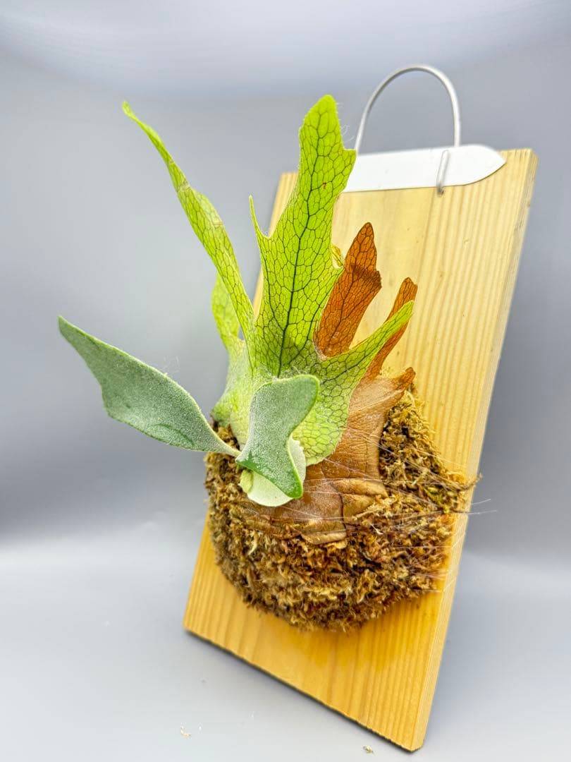 ビカクシダ　P. Anapat#1 sporeling