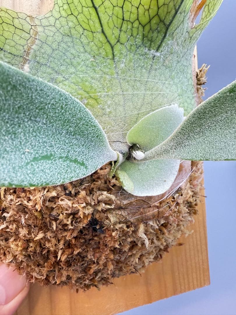 ビカクシダ　P. Anapat#1 sporeling