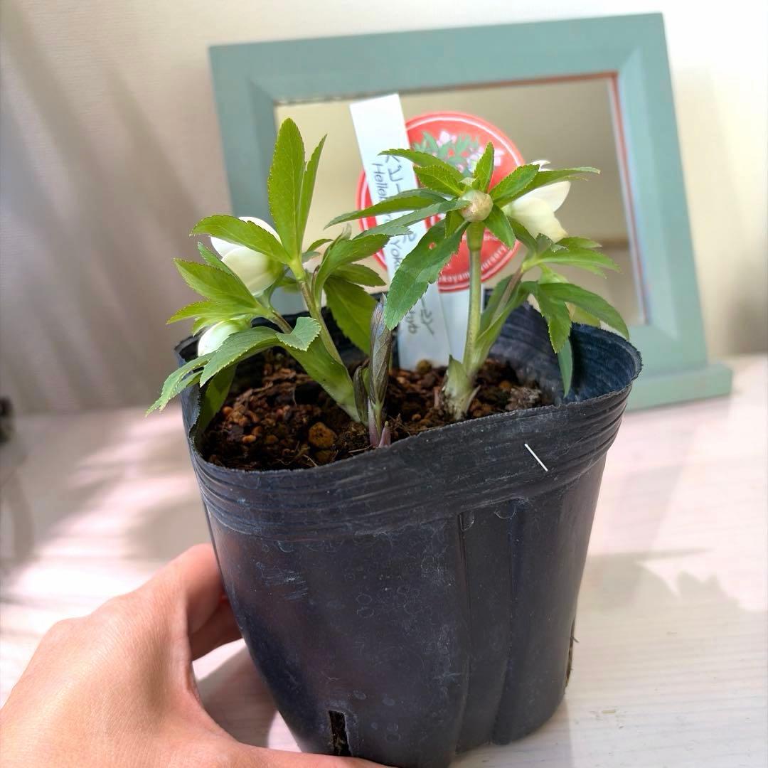 【横山園芸】クリスマスローズ ベビードール　 プチドール《1/8》ホワイト系