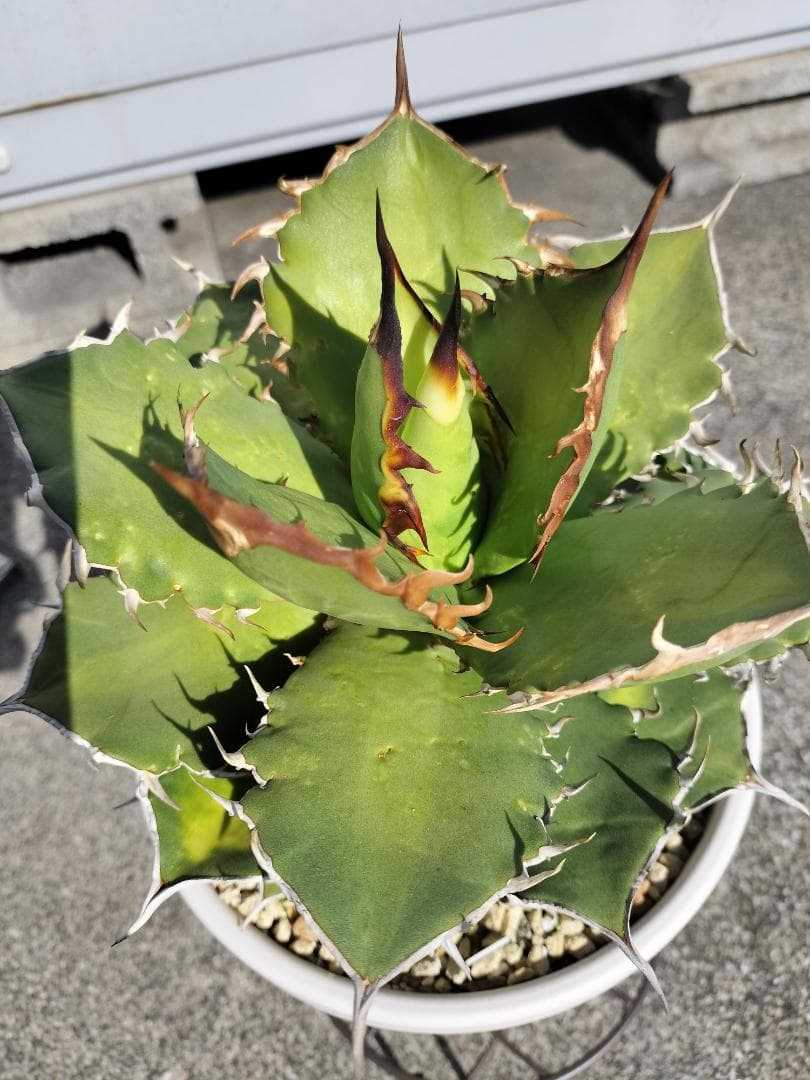 アガベ　チタノタ　シャークソード　鯊魚劍