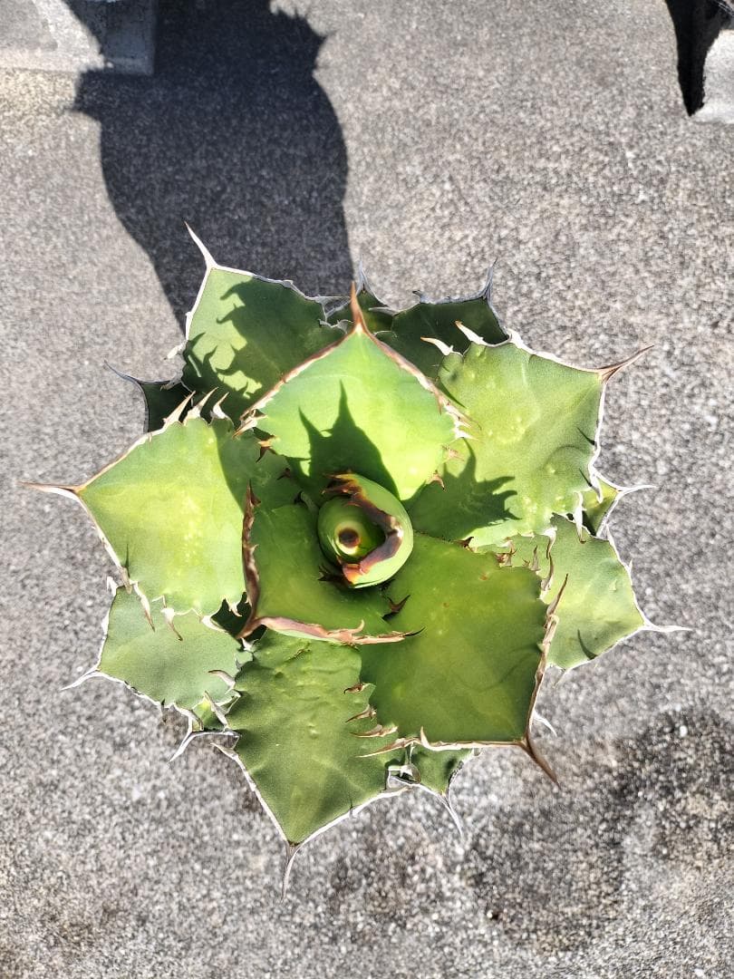 アガベ　チタノタ　シャークソード　鯊魚劍