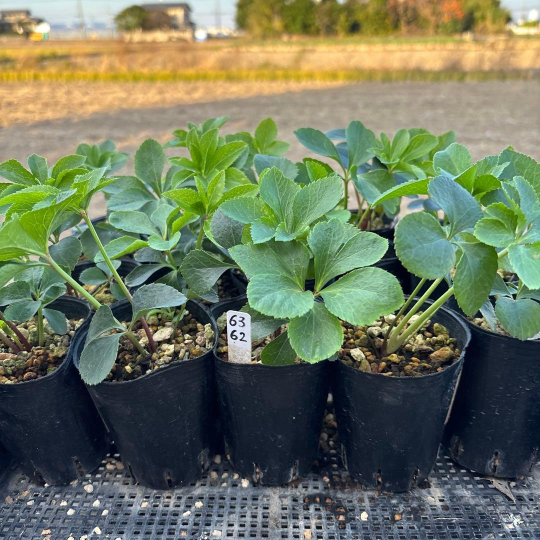 プレミアムプリマヴェーラモーリーメビウス×モーリーメビウス★クリスマスローズ苗