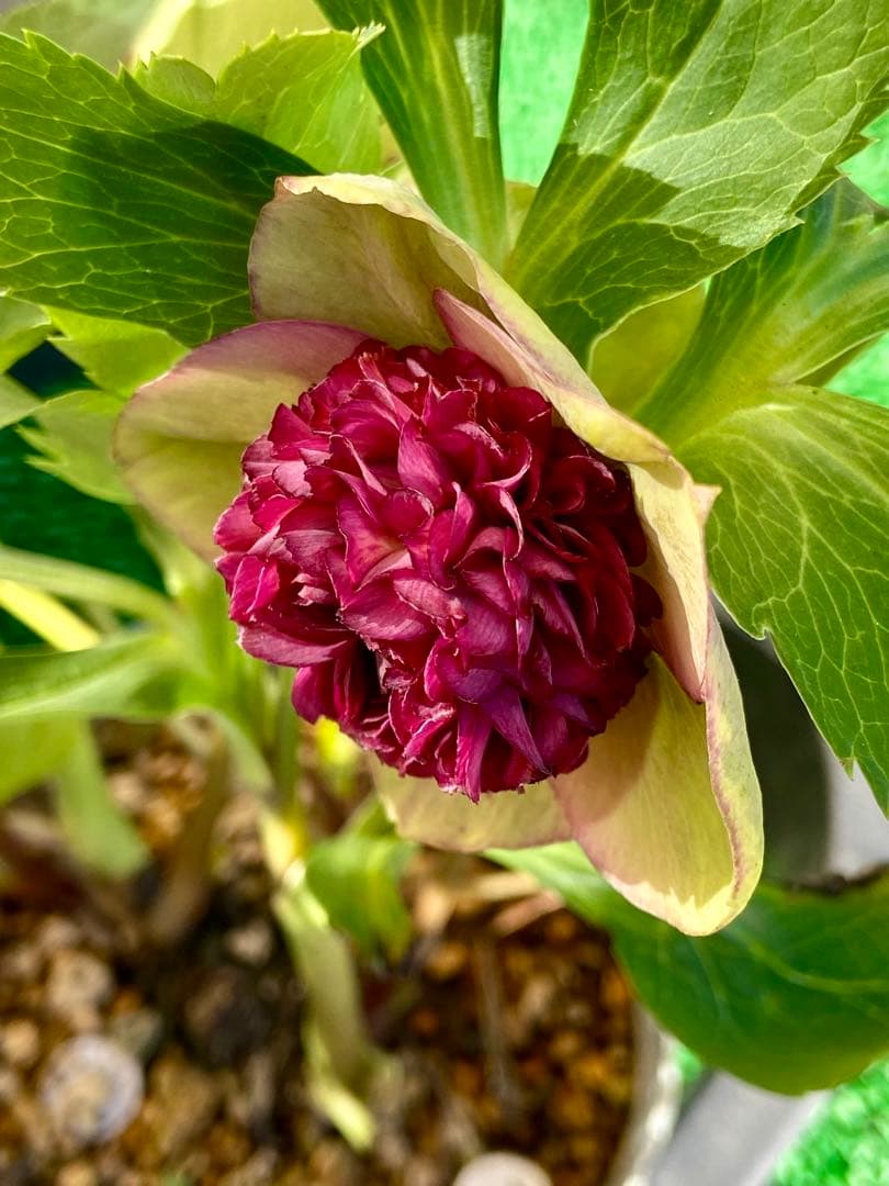 プレミアムプリマヴェーラモーリーメビウス×モーリーメビウス★クリスマスローズ苗