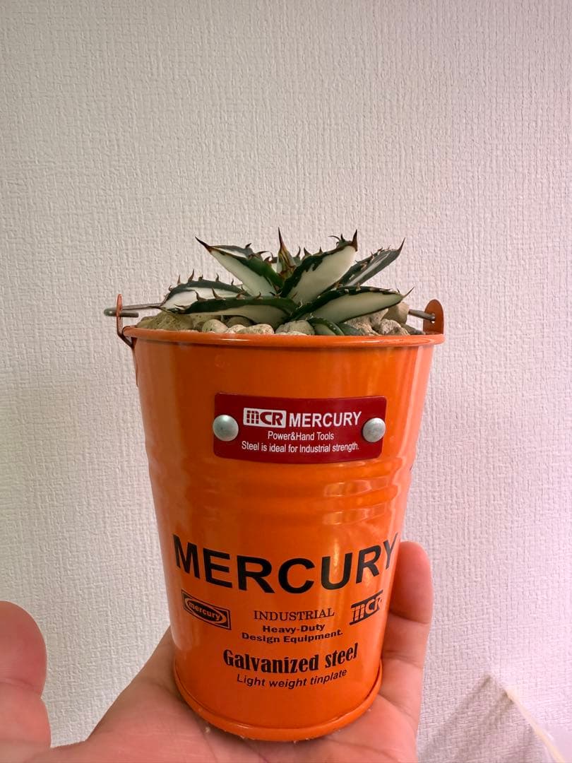 アガベ　fo-076 宝株　白中斑