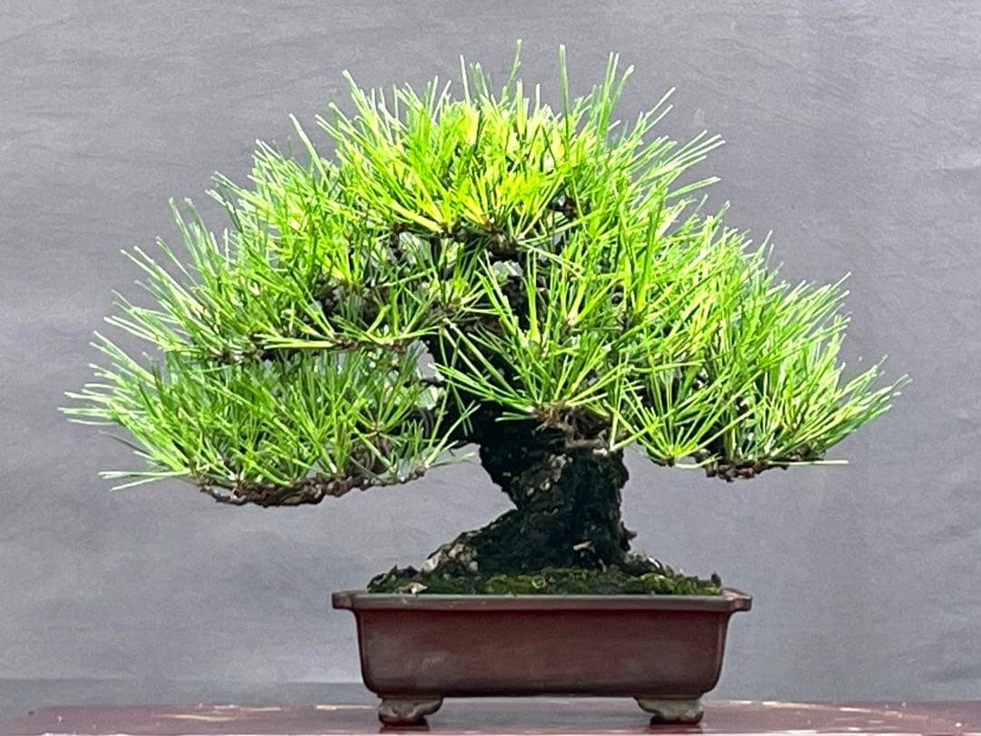 三河盆栽　黒松　盆栽