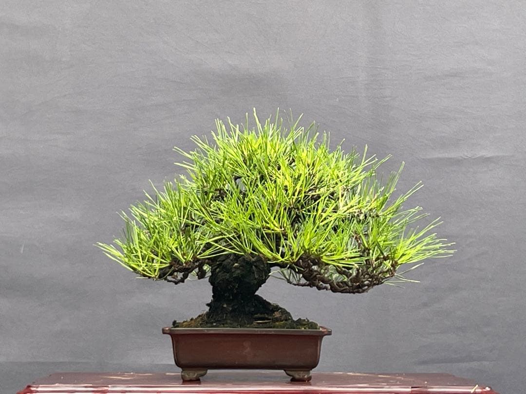 三河盆栽　黒松　盆栽