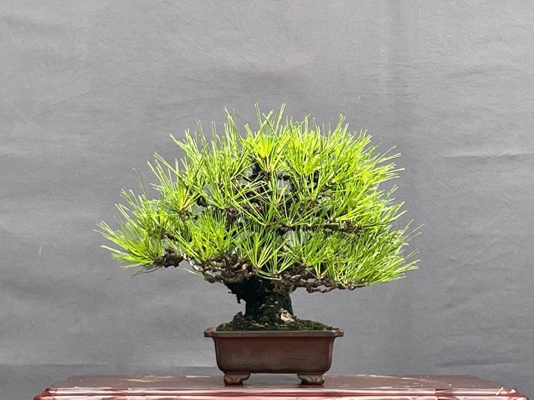 三河盆栽　黒松　盆栽