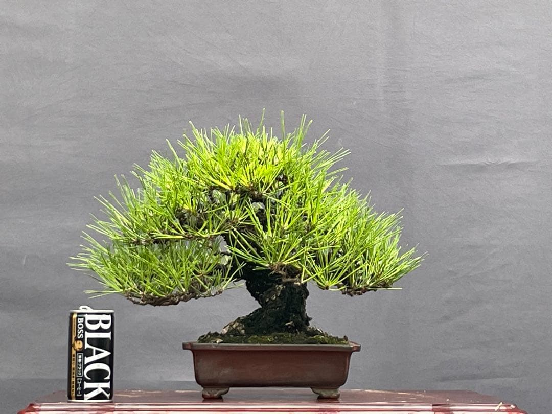 三河盆栽　黒松　盆栽