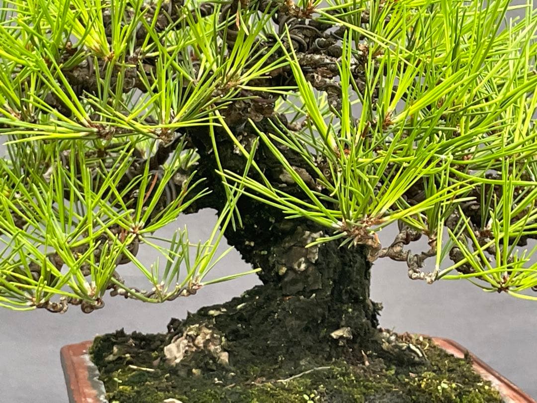 三河盆栽　黒松　盆栽
