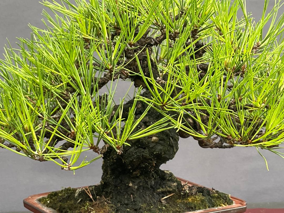三河盆栽　黒松　盆栽