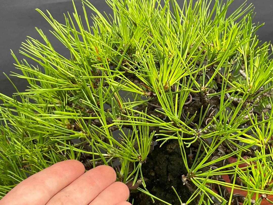 三河盆栽　黒松　盆栽