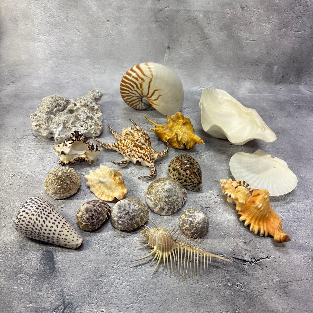オウムガイ 珊瑚 他 貝殻コレクションセット 16点