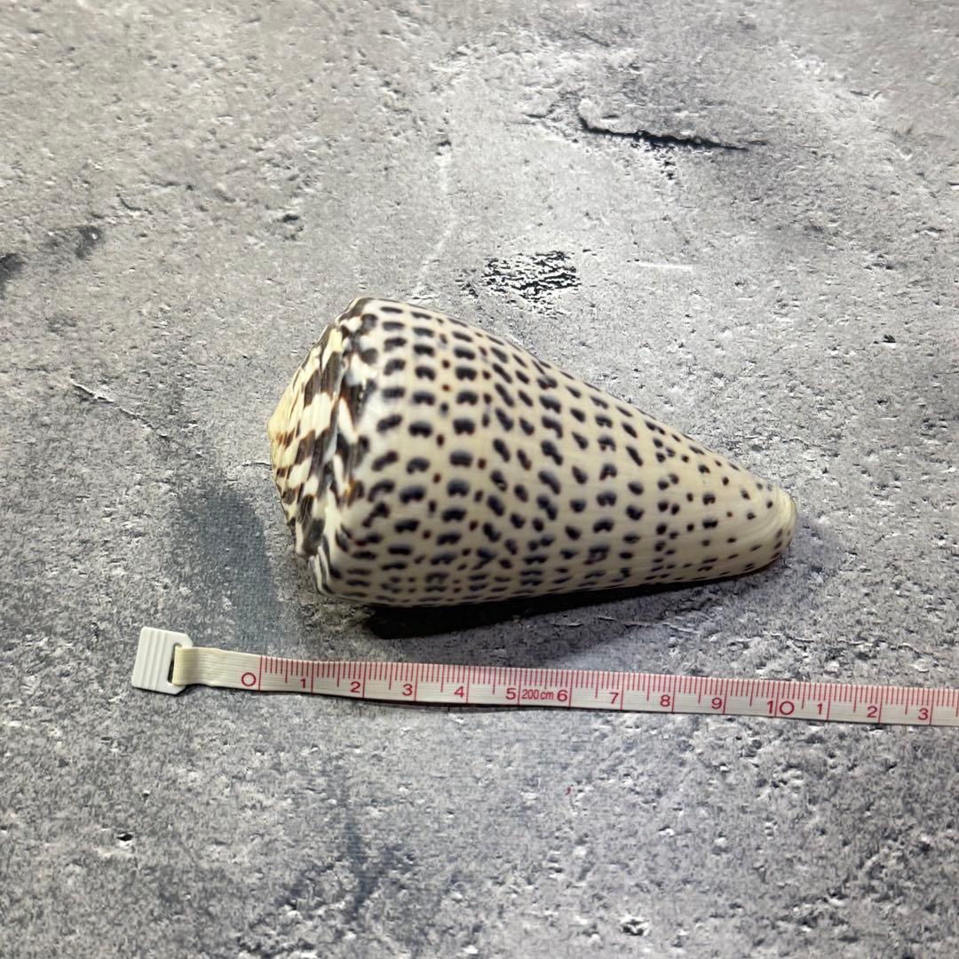 オウムガイ 珊瑚 他 貝殻コレクションセット 16点