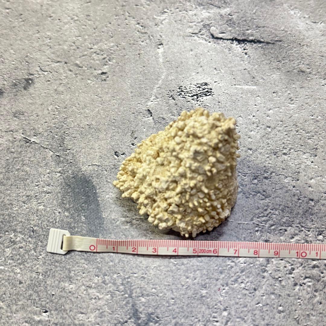 オウムガイ 珊瑚 他 貝殻コレクションセット 16点