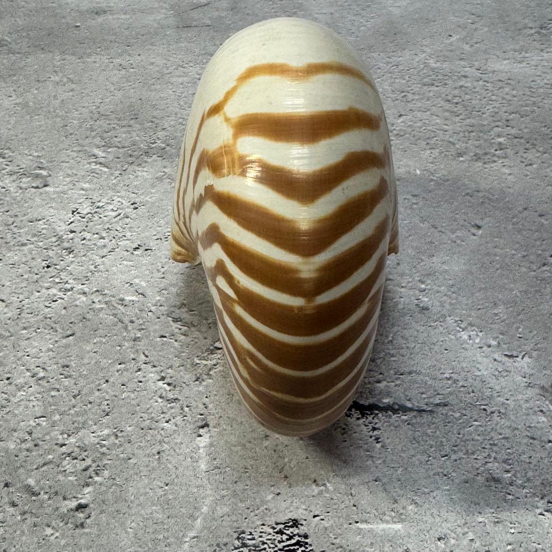 オウムガイ 珊瑚 他 貝殻コレクションセット 16点