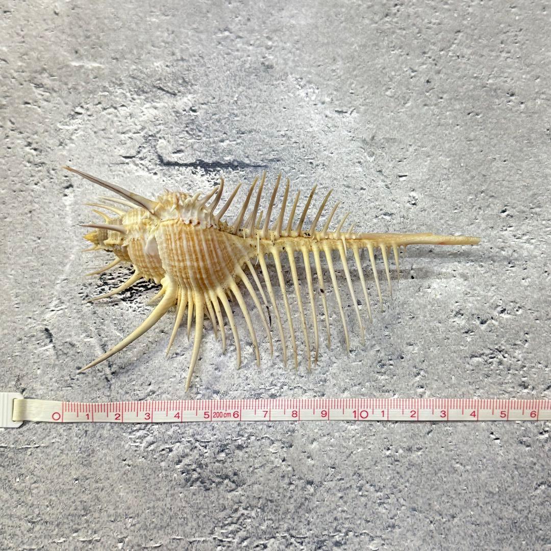 オウムガイ 珊瑚 他 貝殻コレクションセット 16点