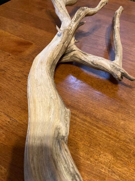 真柏　切断片５０cm大　盆栽　しんぱく　天然木