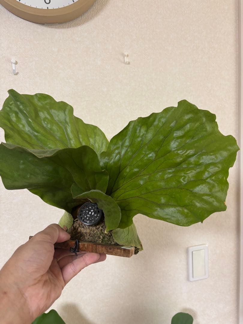 ビカクシダ アンゴレンセ エレファントティス