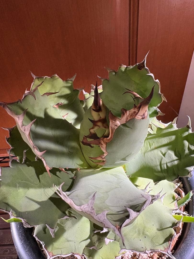 アガベ　チタノタ　姫厳竜　親株　2つ子株付き