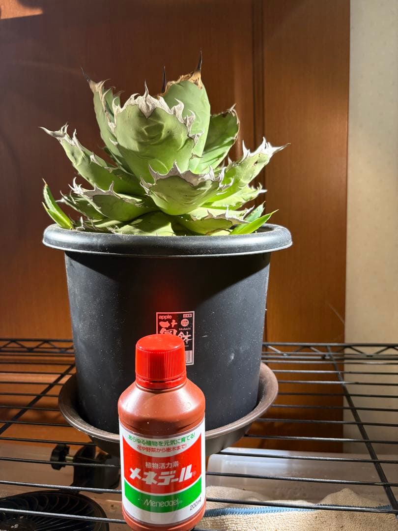 アガベ　チタノタ　姫厳竜　親株　2つ子株付き