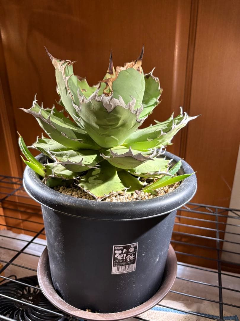 アガベ　チタノタ　姫厳竜　親株　2つ子株付き