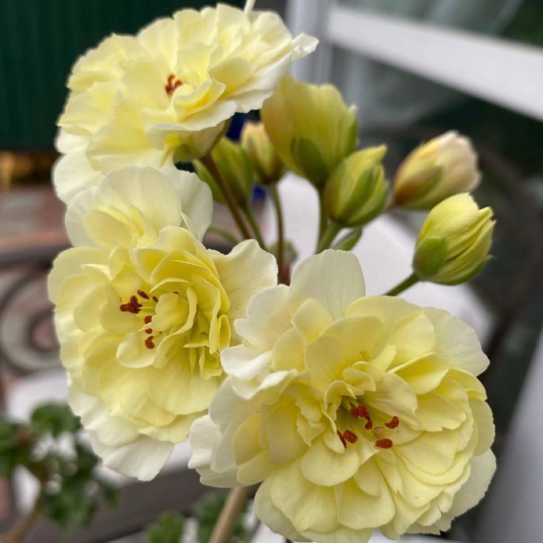 希少品種ゼラニウム　レア品種ゼラニウム　超珍しいゼラニウム　wrm001A