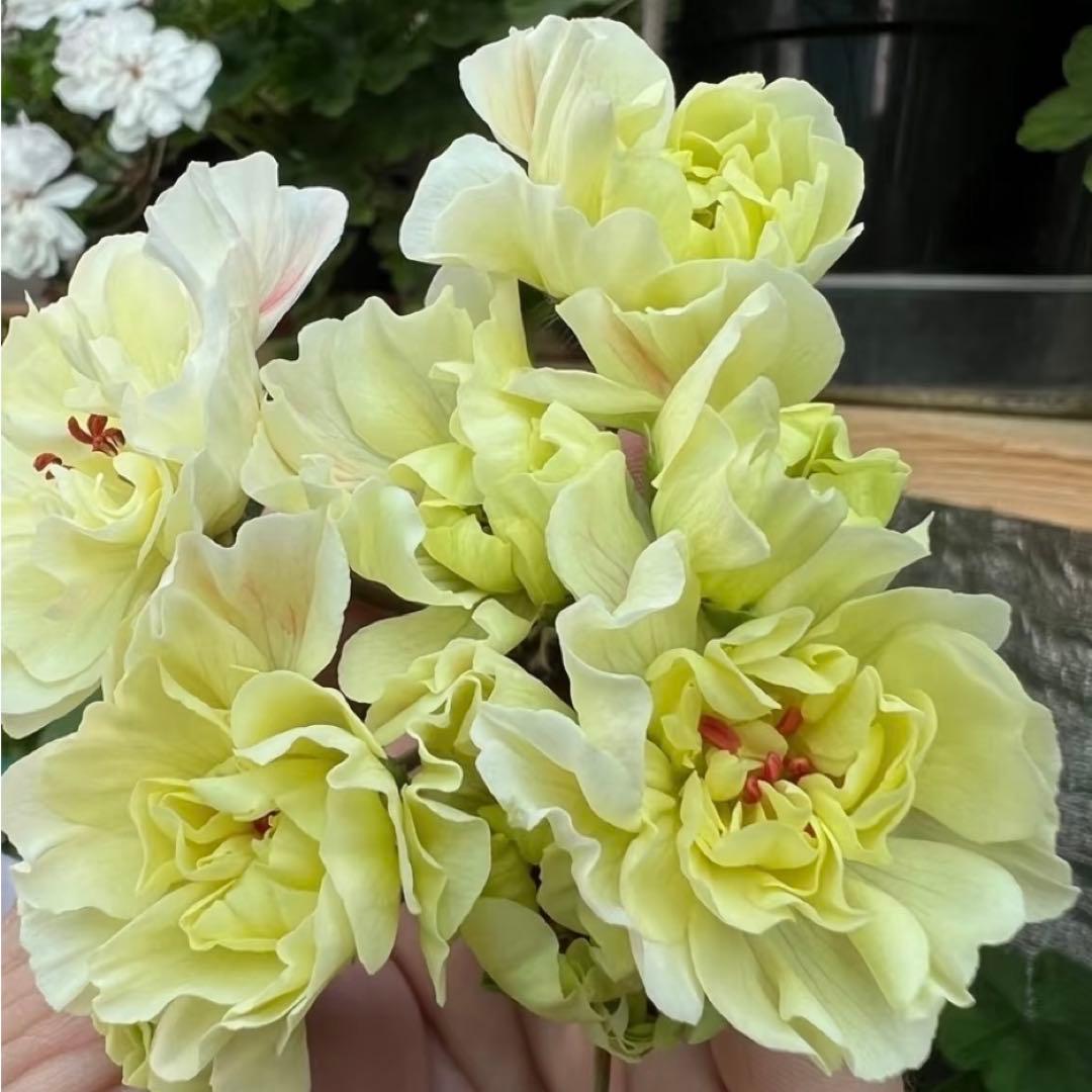 希少品種ゼラニウム　レア品種ゼラニウム　超珍しいゼラニウム　wrm001A