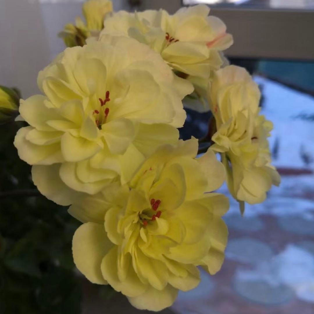 希少品種ゼラニウム　レア品種ゼラニウム　超珍しいゼラニウム　wrm001A