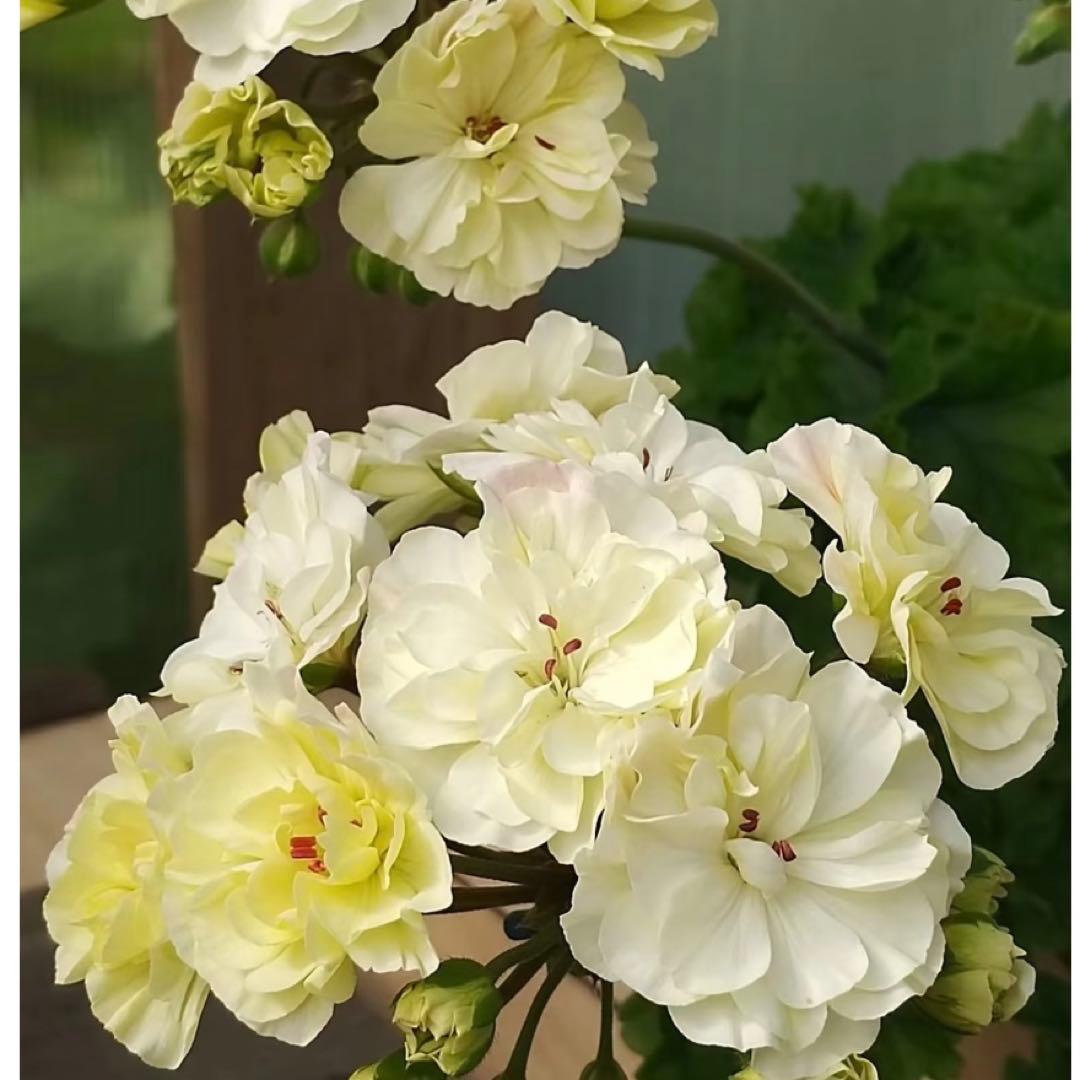 希少品種ゼラニウム　レア品種ゼラニウム　超珍しいゼラニウム　wrm001A