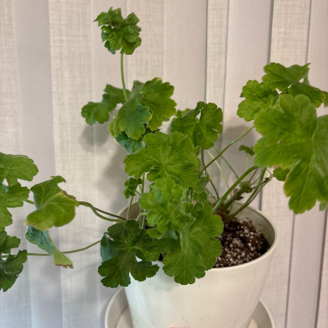 希少品種ゼラニウム　レア品種ゼラニウム　超珍しいゼラニウム　wrm001A