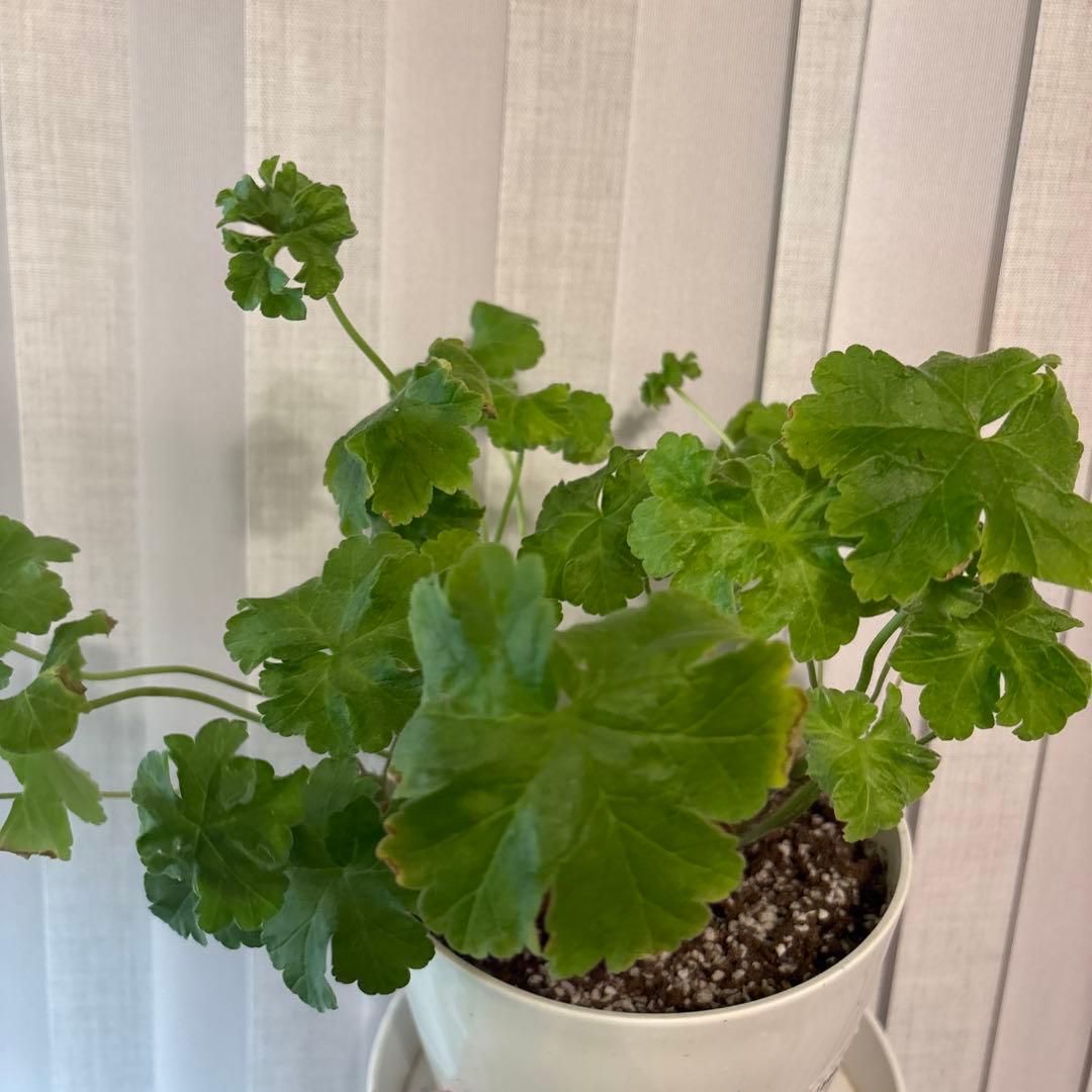 希少品種ゼラニウム　レア品種ゼラニウム　超珍しいゼラニウム　wrm001A