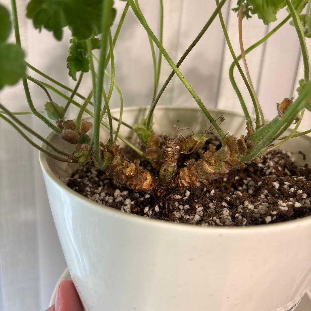 希少品種ゼラニウム　レア品種ゼラニウム　超珍しいゼラニウム　wrm001A