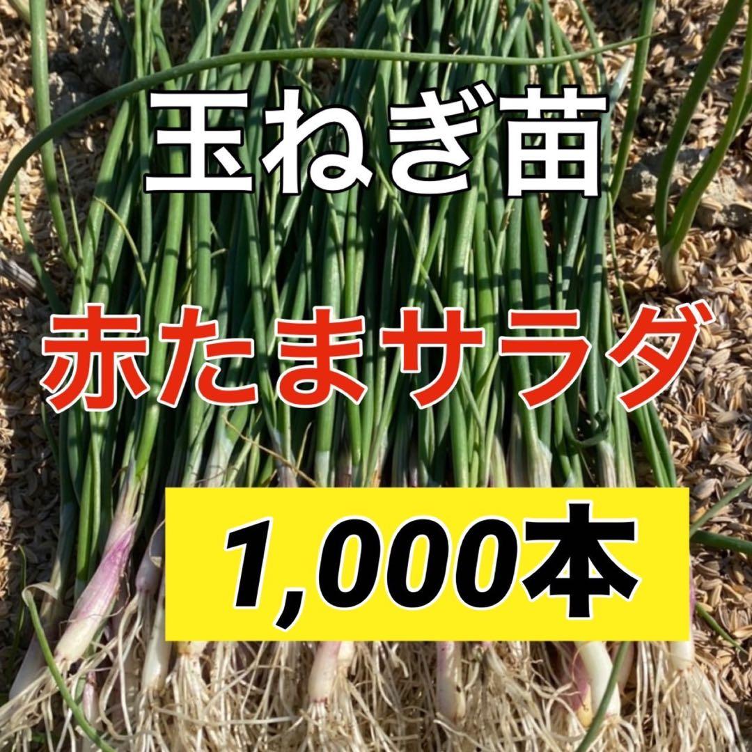 苗の専門店発送‼️赤玉サラダ1,000本‼️玉ねぎ苗