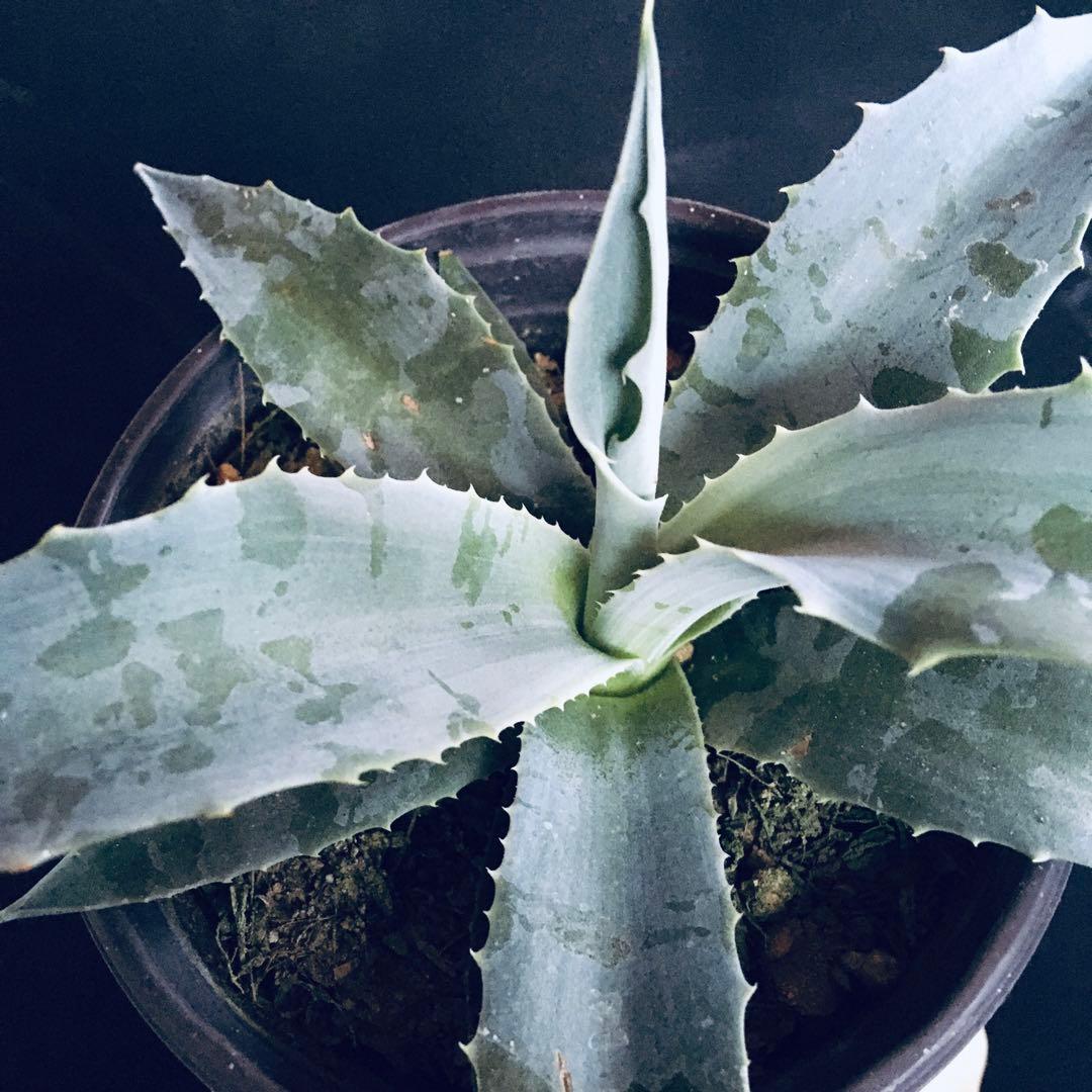 【稀少】アガベ オバティフォリア フロスティーブルー TC株