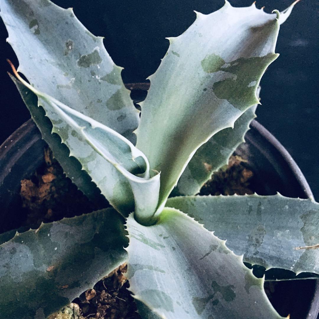 【稀少】アガベ オバティフォリア フロスティーブルー TC株